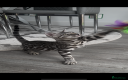 Bengal cats for sale: Breed quality silver bengal kittens 🐆💎🤍🩶🖤 - Image 29