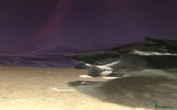 British Shorthair cats for sale: 2 tuxedo and 2 all black kittens for sale  - Image 9