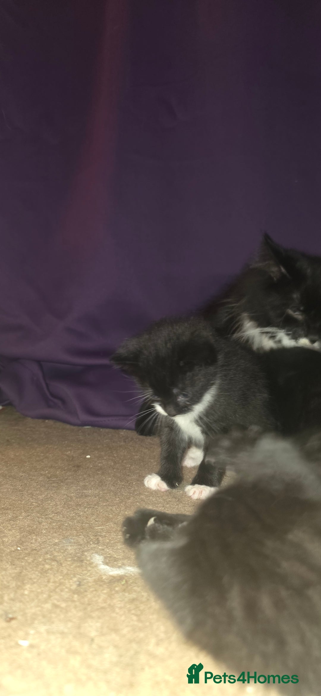 British Shorthair cats for sale: 2 tuxedo and 2 all black kittens for sale  - Image 9
