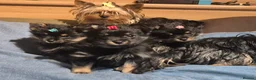 Mixed Breed dogs for sale: For sale Toy Yorkshire&Pomeranian mix puppies 🐶  - Advert 10
