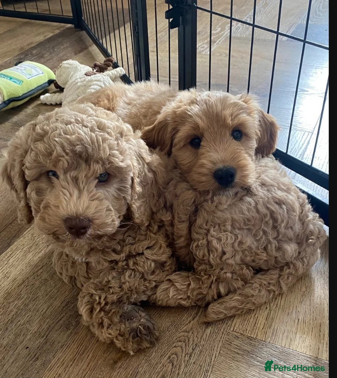 Cockapoo dogs for sale: Leicestershire Cockapoos Exten DNA&Genetic Tested  - Advert 2