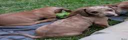 Dachshund dogs for sale: Gorgeous sausage dog puppies  - Advert 34