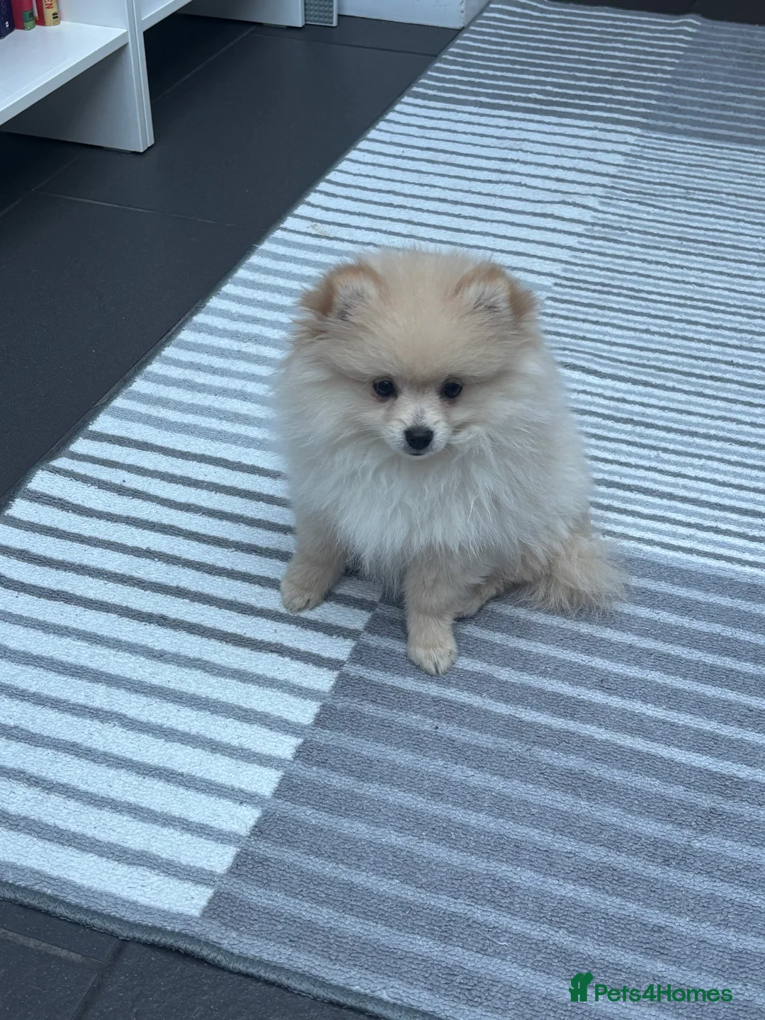 Pomeranian dogs for sale: Pomeranian males looking for there forever home  - Advert 32