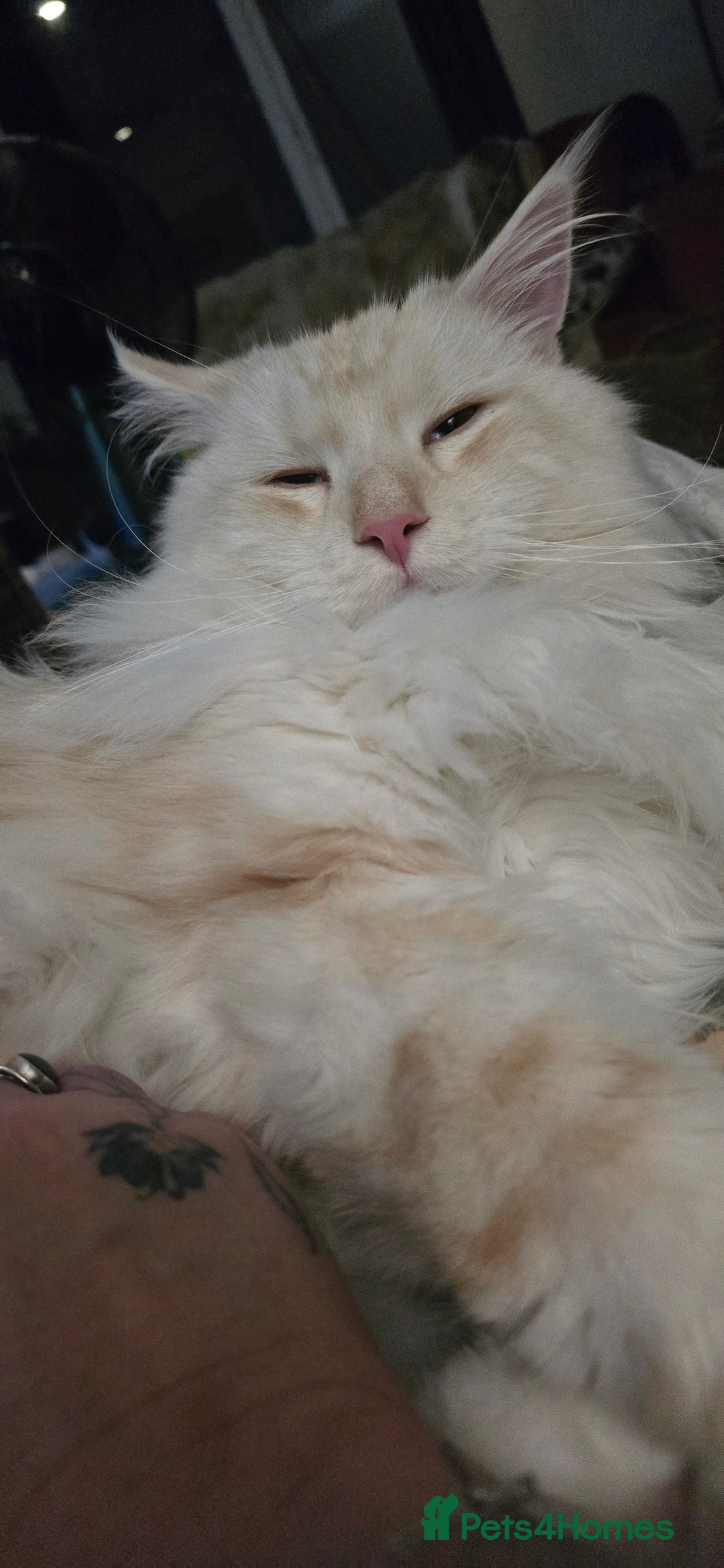 Maine Coon cats for stud: Beautiful male for stud  - Advert 4