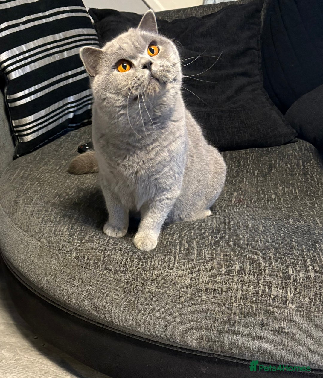 British Shorthair cats for sale: Stunning British Shorthair kittens - Image 8