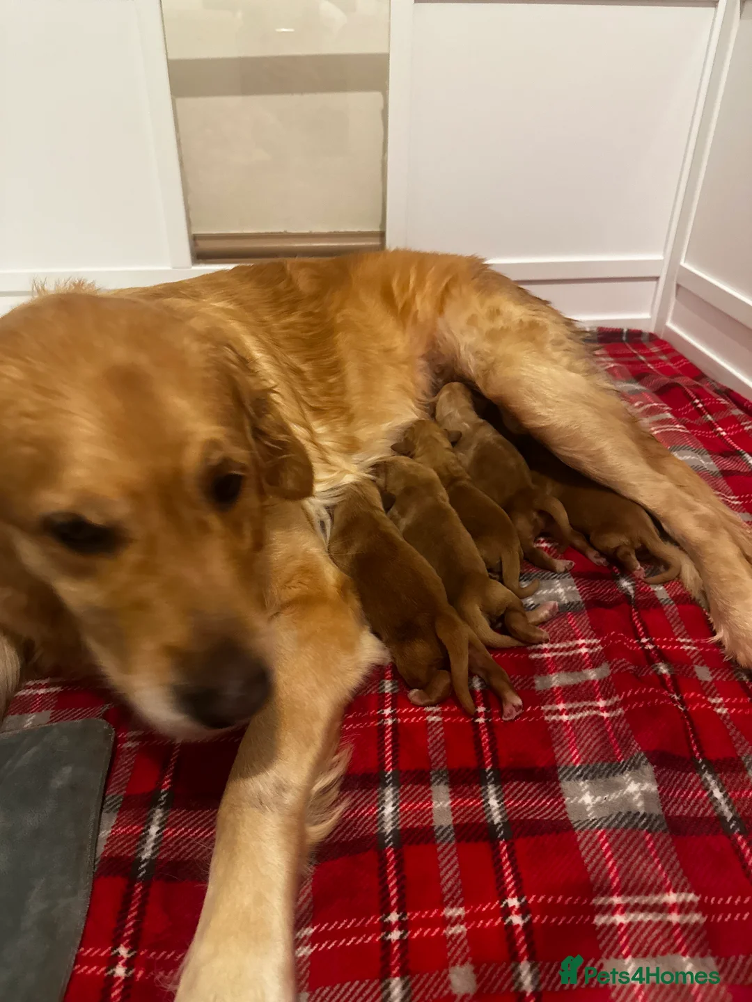 Golden Retriever dogs for sale: DARK GOLDEN RETRIEVER KC REG PEDIGREE 🐶  - Advert 11