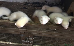 Ferret rodents for sale: Ferrets For Sale  - Image 16