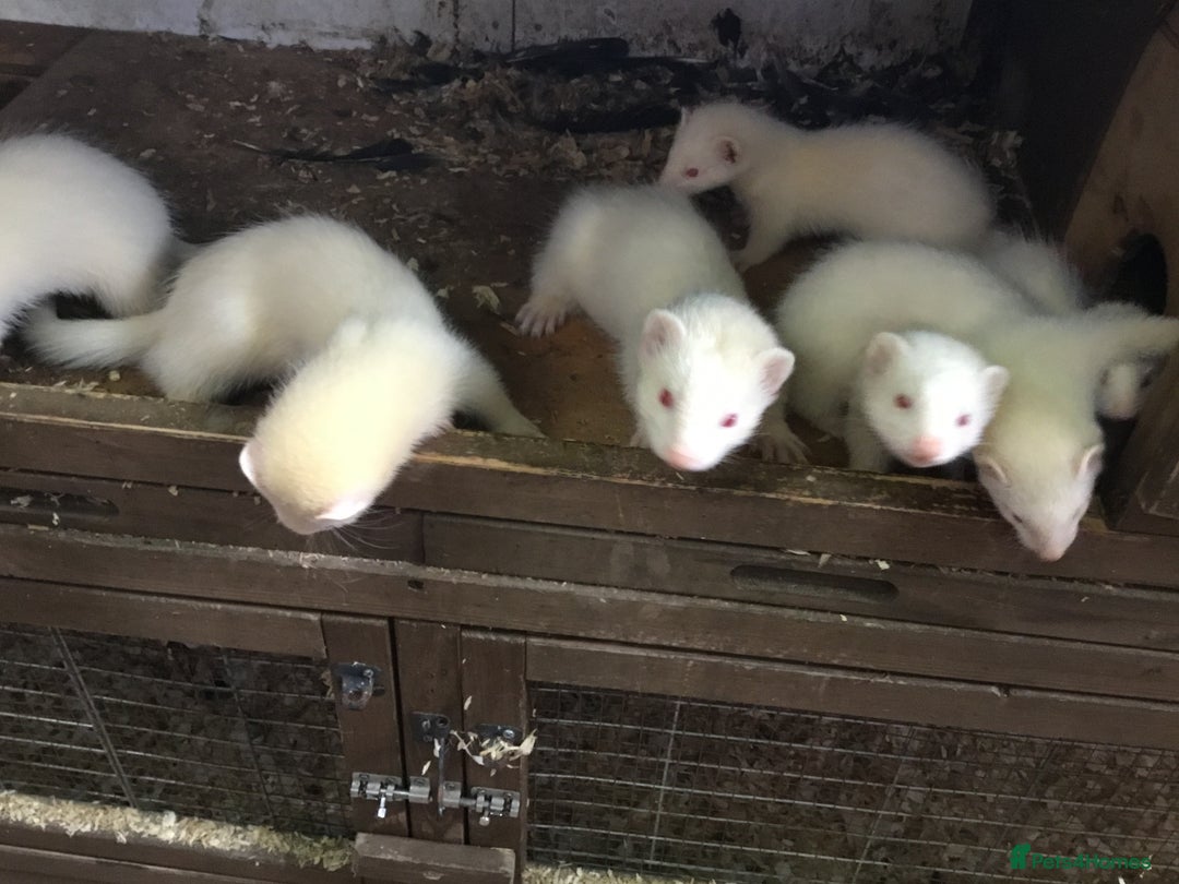 Ferret rodents for sale: Ferrets For Sale  - Image 16