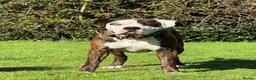 Mastiff dogs for stud: Beautiful stud dog available  in Weymouth - Advert 4