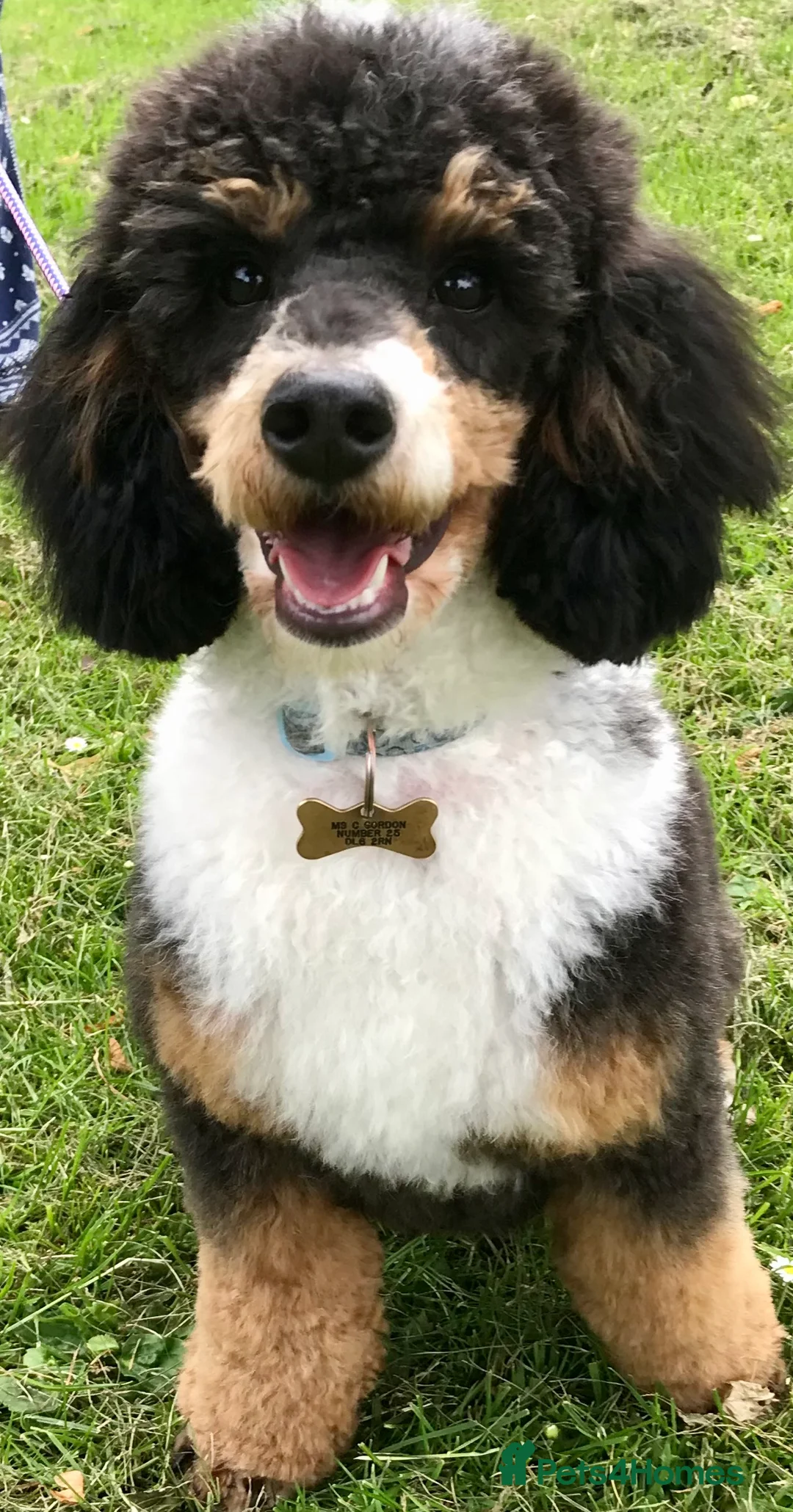 Toy Poodle dogs for stud: Tri Coloured Toy and Miniature studs in Northallerton - Advert 2