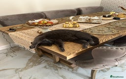 Russian Blue cats for sale: 🐾Pure Russian Blue Looking for a Forever Home  - Image 5