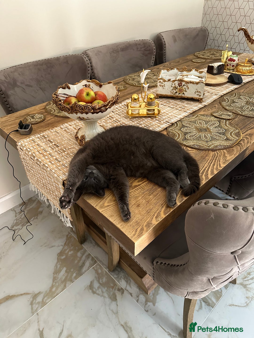 Russian Blue cats for sale: 🐾Pure Russian Blue Looking for a Forever Home  - Image 5
