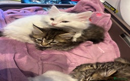 Turkish Angora cats for sale: Gorgeous fluffy Turkish angora cross kittens  - Image 12