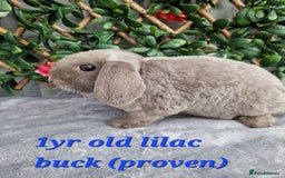 Mini Lop rabbits for sale: mini plush lops Ready Now!! in Windsor - Image 1