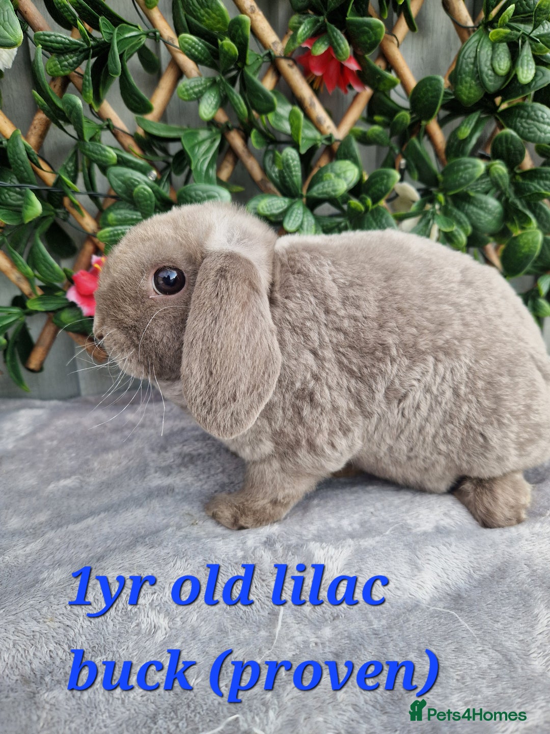 Mini Lop rabbits for sale: mini plush lops Ready Now!! in Windsor - Image 1