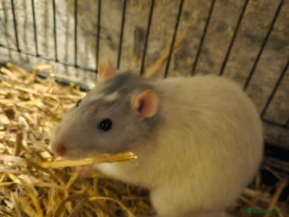 Rat rodents 2 rats - Advert 1