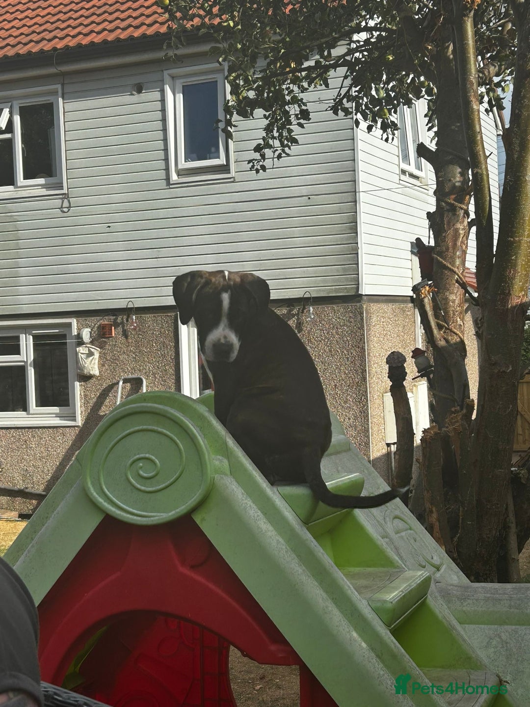 Mixed Breed dogs for sale: Stella - Image 3