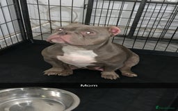 American Bully dogs for sale: Pocket bully puppies for sale  - Image 4