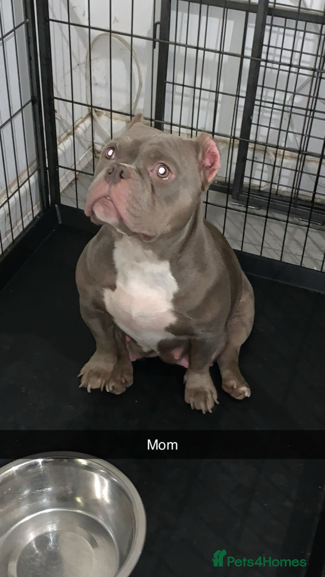 American Bully dogs for sale: Pocket bully puppies for sale  - Image 4