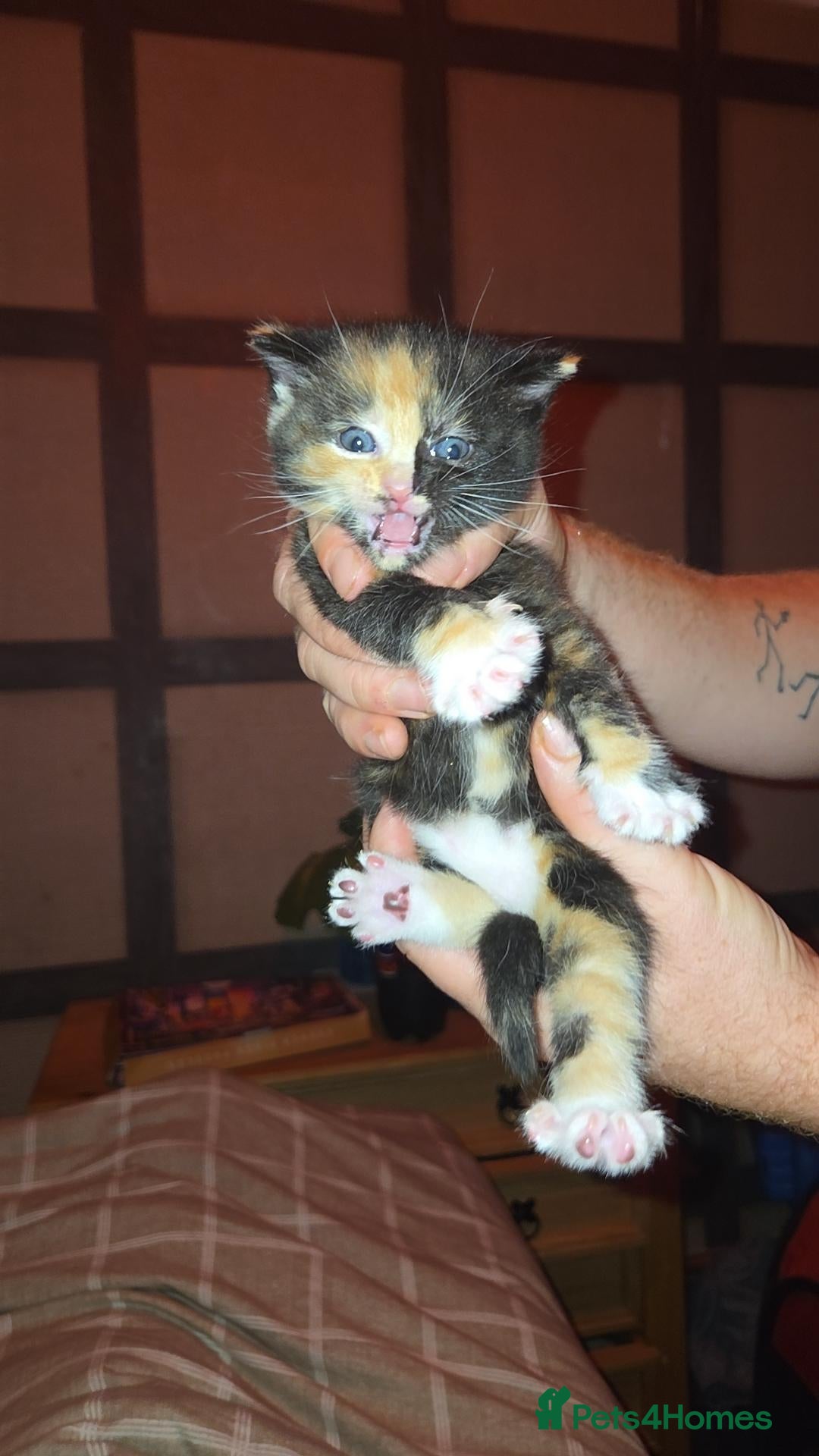 Mixed Breed cats Mixed fluffy kittens  - Advert 2