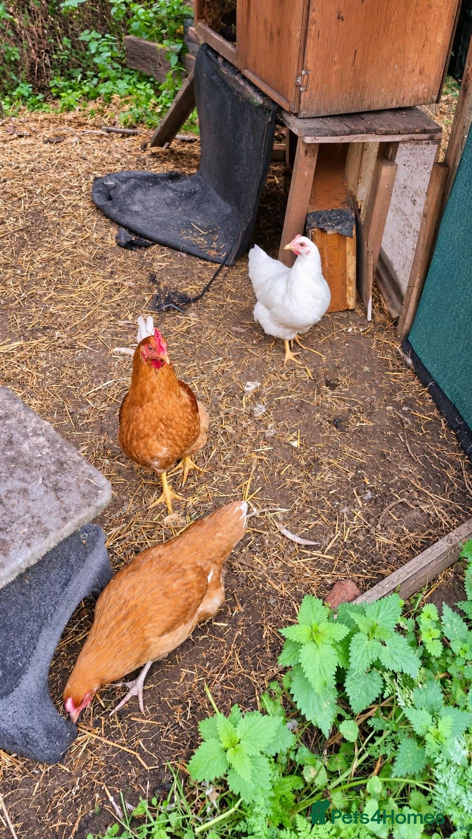Mixed Breed poultry for sale: 1 cockerel 2 hens and 2 ducks - Advert 6