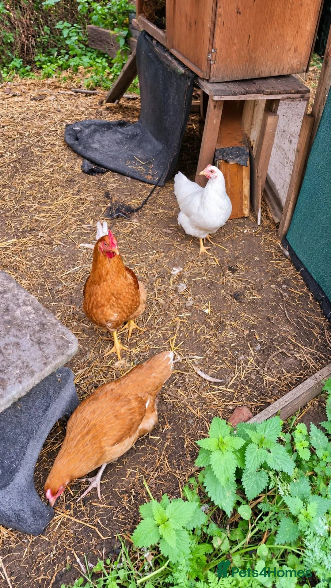 Mixed Breed poultry for sale: 1 cockerel 2 hens and 2 ducks - Advert 1