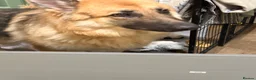 German Shepherd dogs for sale: German Shepherd (girl) - Advert 6