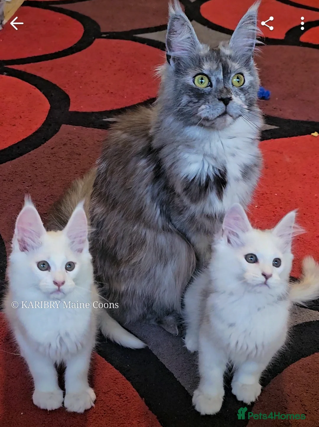 Maine Coon cats for sale: ACTIVE TICA Registered Shaded & Shaded lines - Advert 15