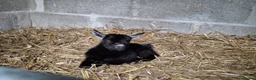 Goats livestock for sale: Gorgeous Pure Bred Pygmy Goat Female Twin Kids in Salisbury - Advert 2