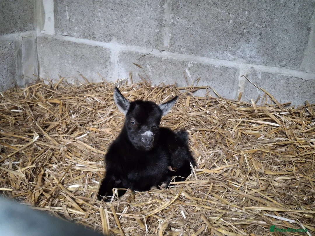 Goats livestock for sale: Gorgeous Pure Bred Pygmy Goat Female Twin Kids in Salisbury - Advert 2