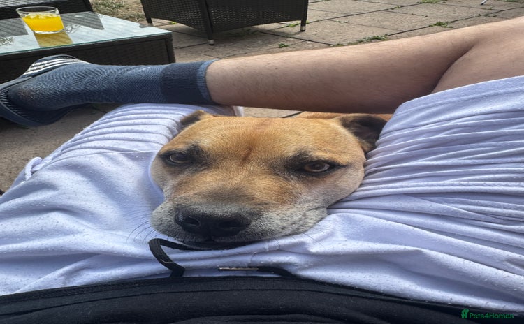 Staffordshire Bull Terrier dogs - Advert 1