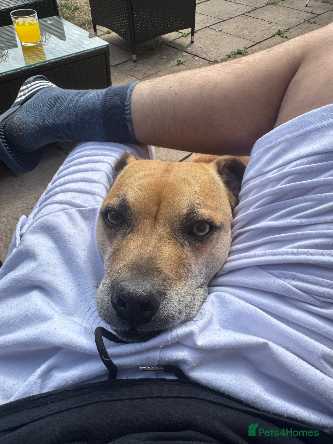 Staffordshire Bull Terrier dogs for sale: Beautiful 8 year old staffy for a good home - Image 1