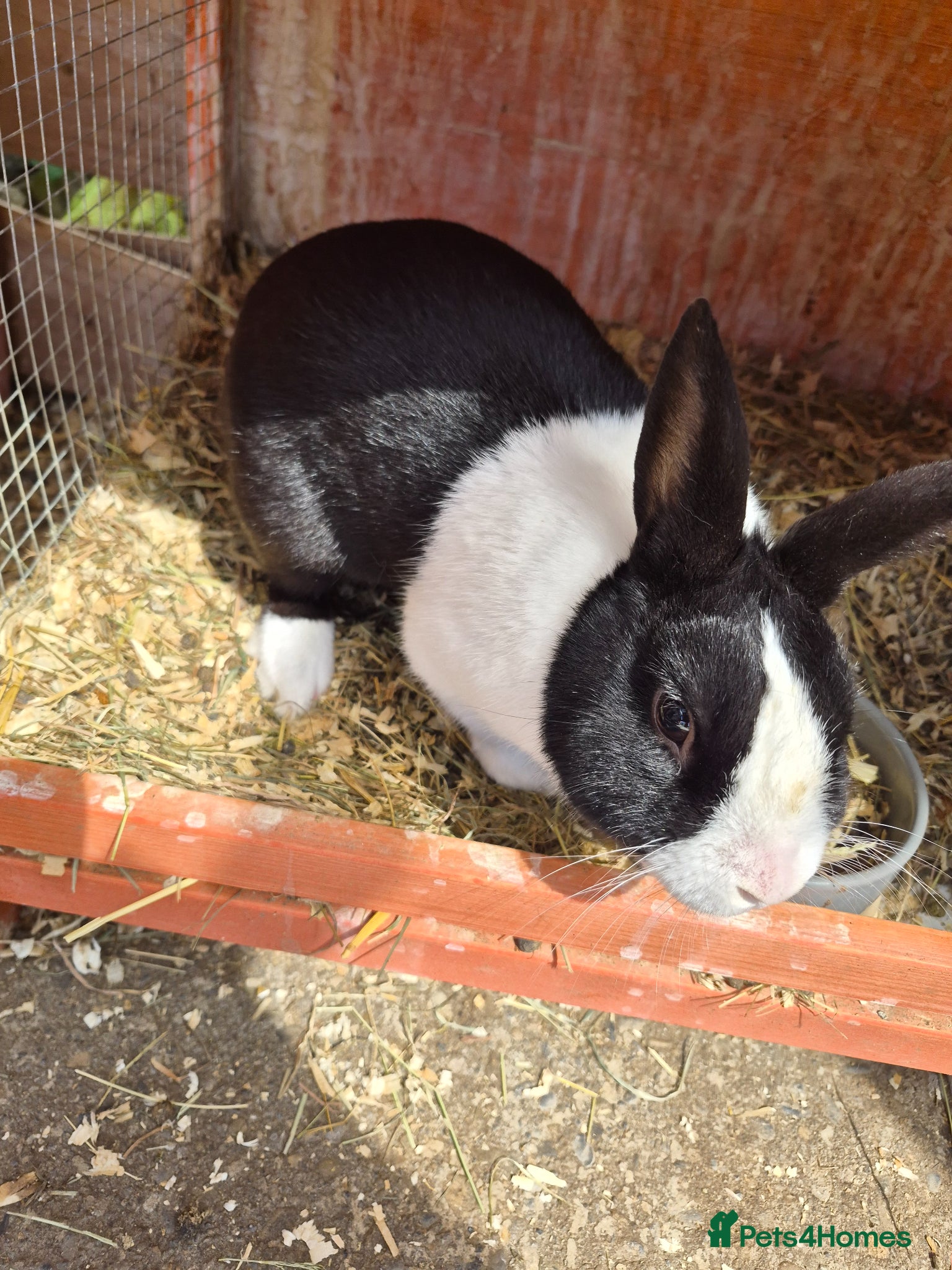 Dutch rabbits 3 x male dutch rabbits - Advert 1