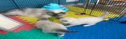 Ragdoll cats for sale: Beautiful Ragdoll Kittens  - Advert 25