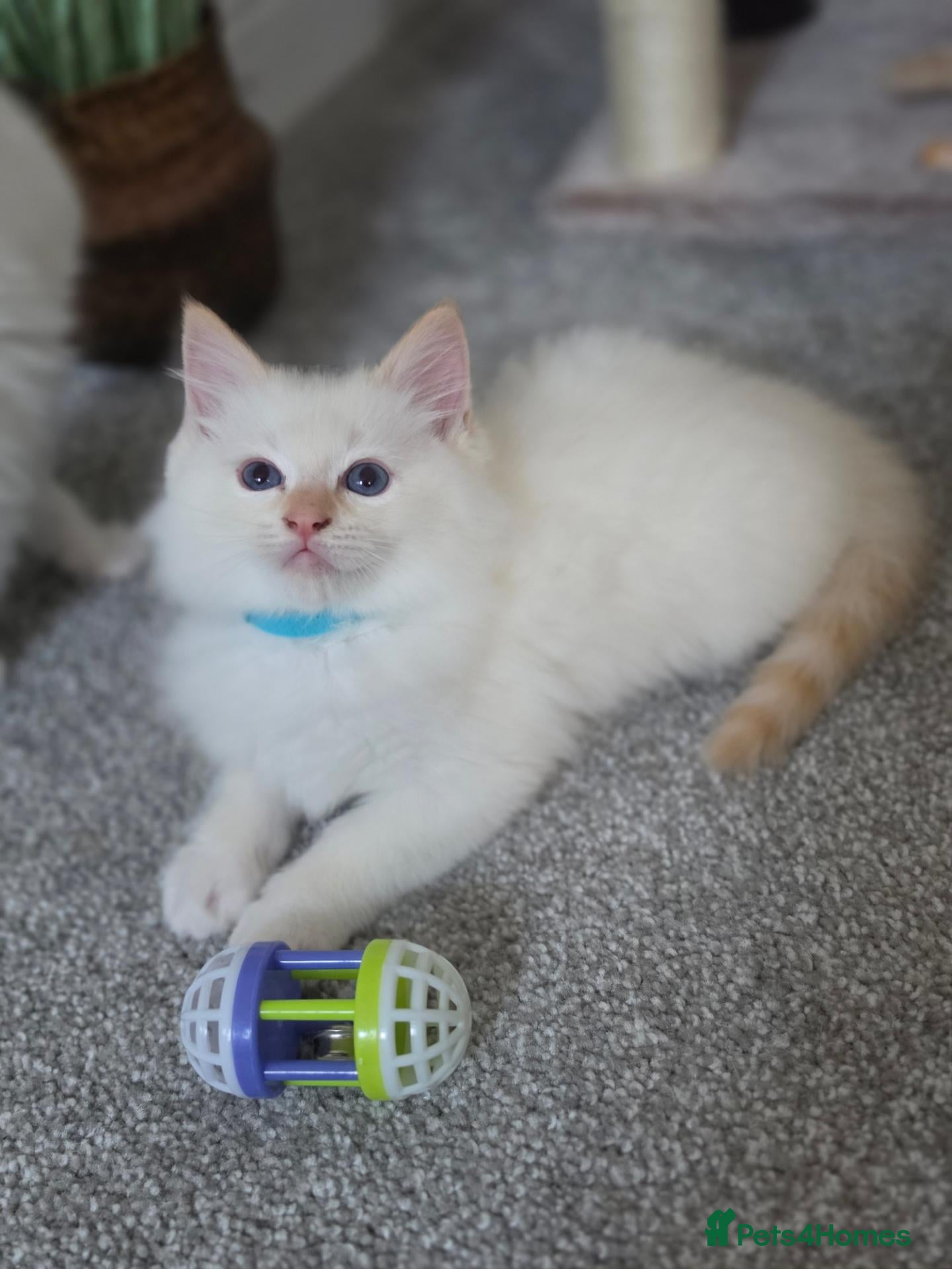 Ragdoll cats GCCF Registered Apricot/Cream boys. - Advert 1