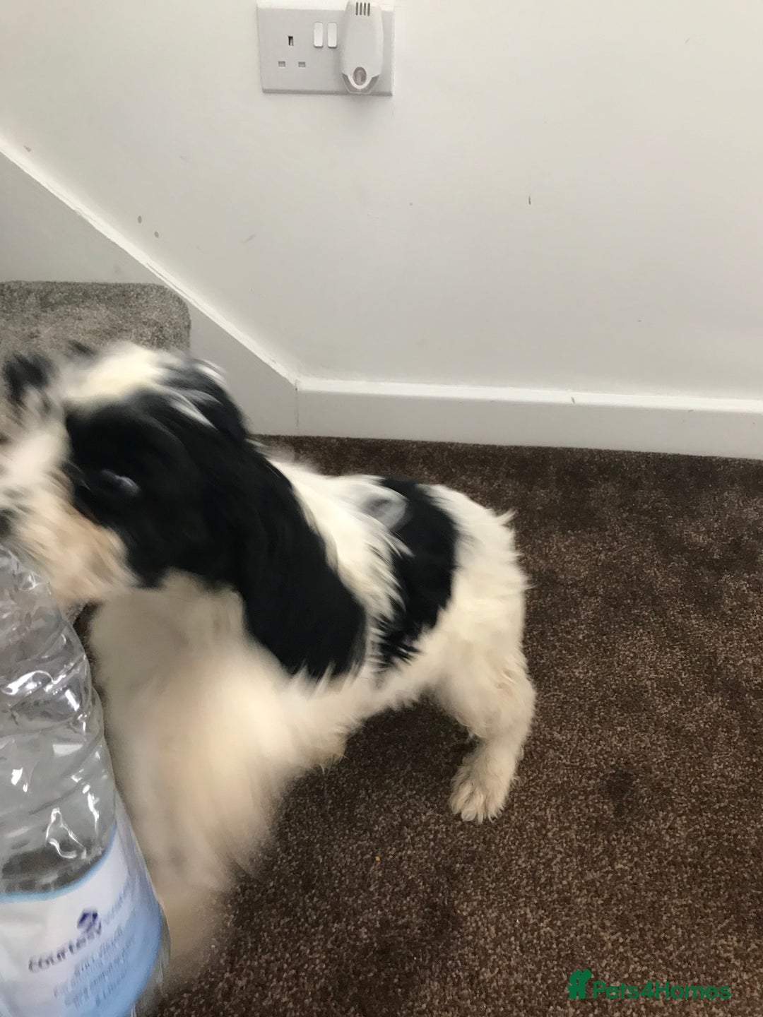 Sproodle dogs for sale: Sproodle - Image 6