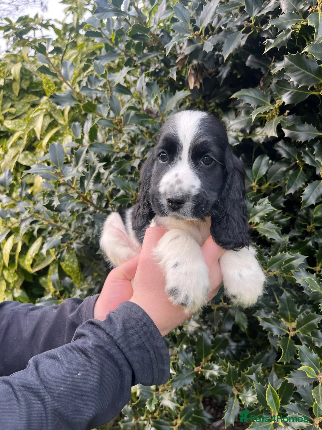 Cocker Spaniel dogs for sale: Health Clear Show Type Cocker Spaniel Puppies  - Advert 12