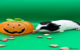 Guinea Pig rodents for sale: Beautiful female guinea pigs  - Image 4