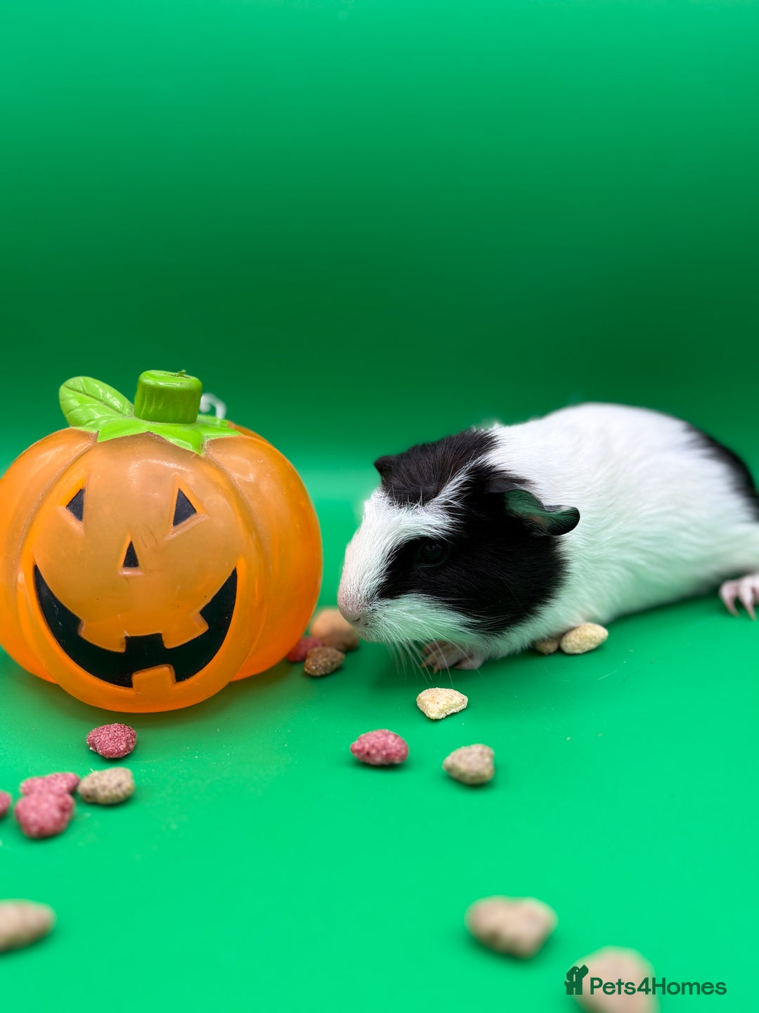 Guinea Pig rodents for sale: Beautiful female guinea pigs  - Image 4