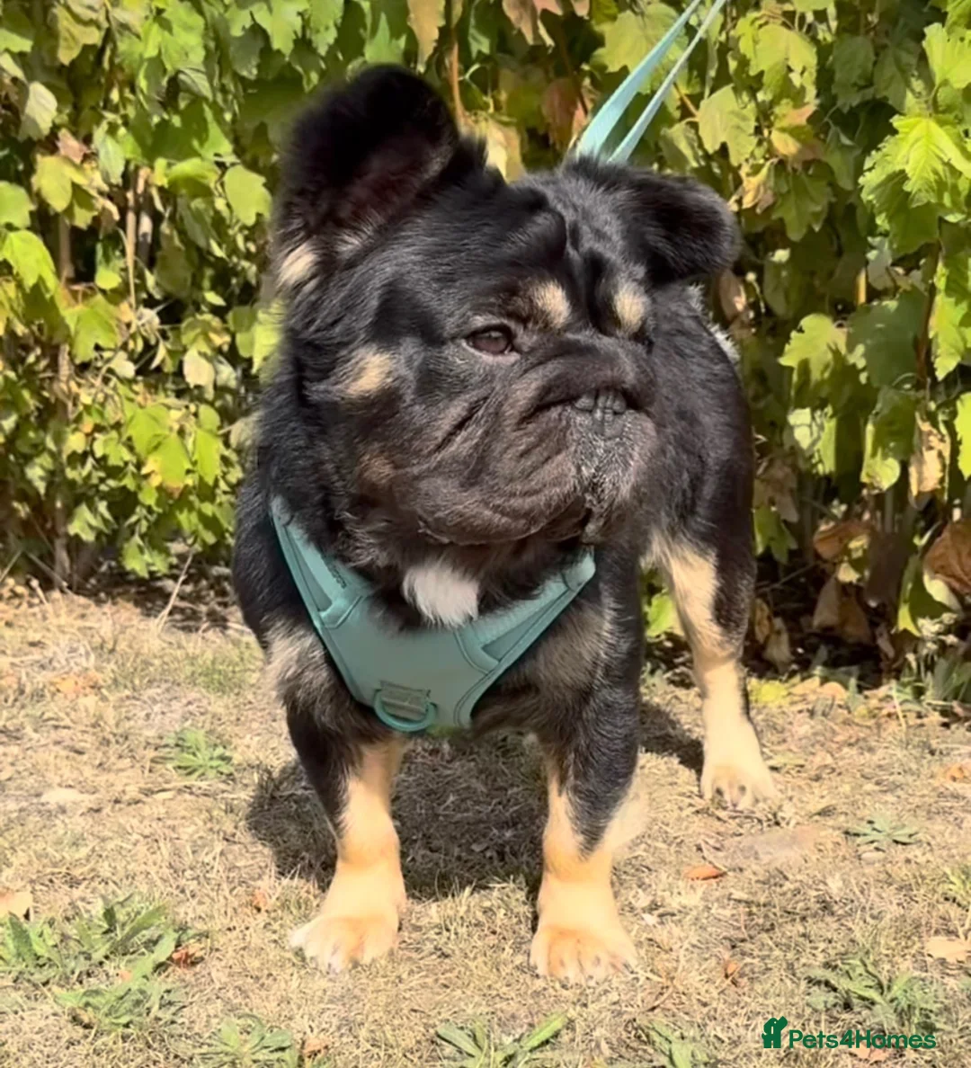 French Bulldog dogs for sale: Full fluffy French bulldogs  - Advert 8