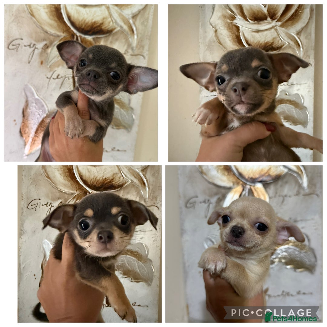 Chihuahua dogs for sale: Lilac tricolour chihuahua puppies - Image 1