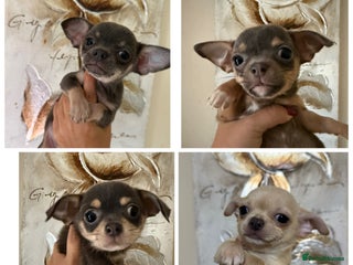 Chihuahua dogs - Advert 24