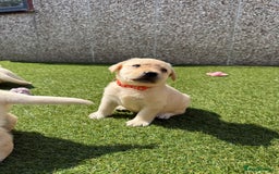 Labrador Retriever dogs for sale: ✨ Stunning chunky Labrador puppies ✨ - Image 10