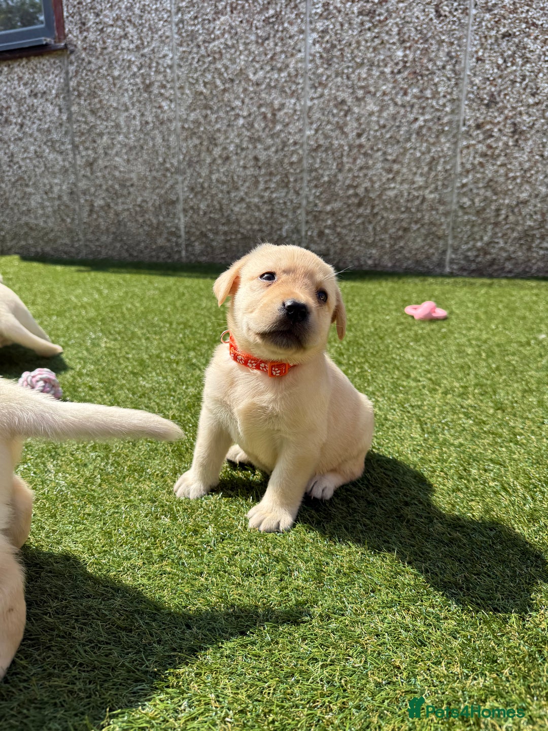 Labrador Retriever dogs for sale: ✨ Stunning chunky Labrador puppies ✨ - Image 10