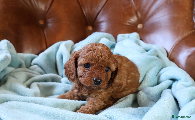 Cavapoo dogs - Advert 1