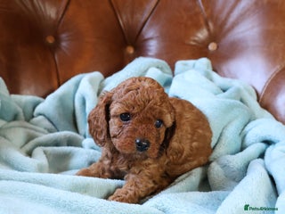 Cavapoo dogs - Advert 1