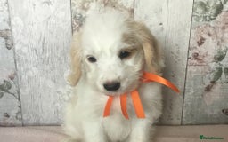 Bordoodle dogs for sale: Adorable & Confident Collie x poodle pups - Image 10