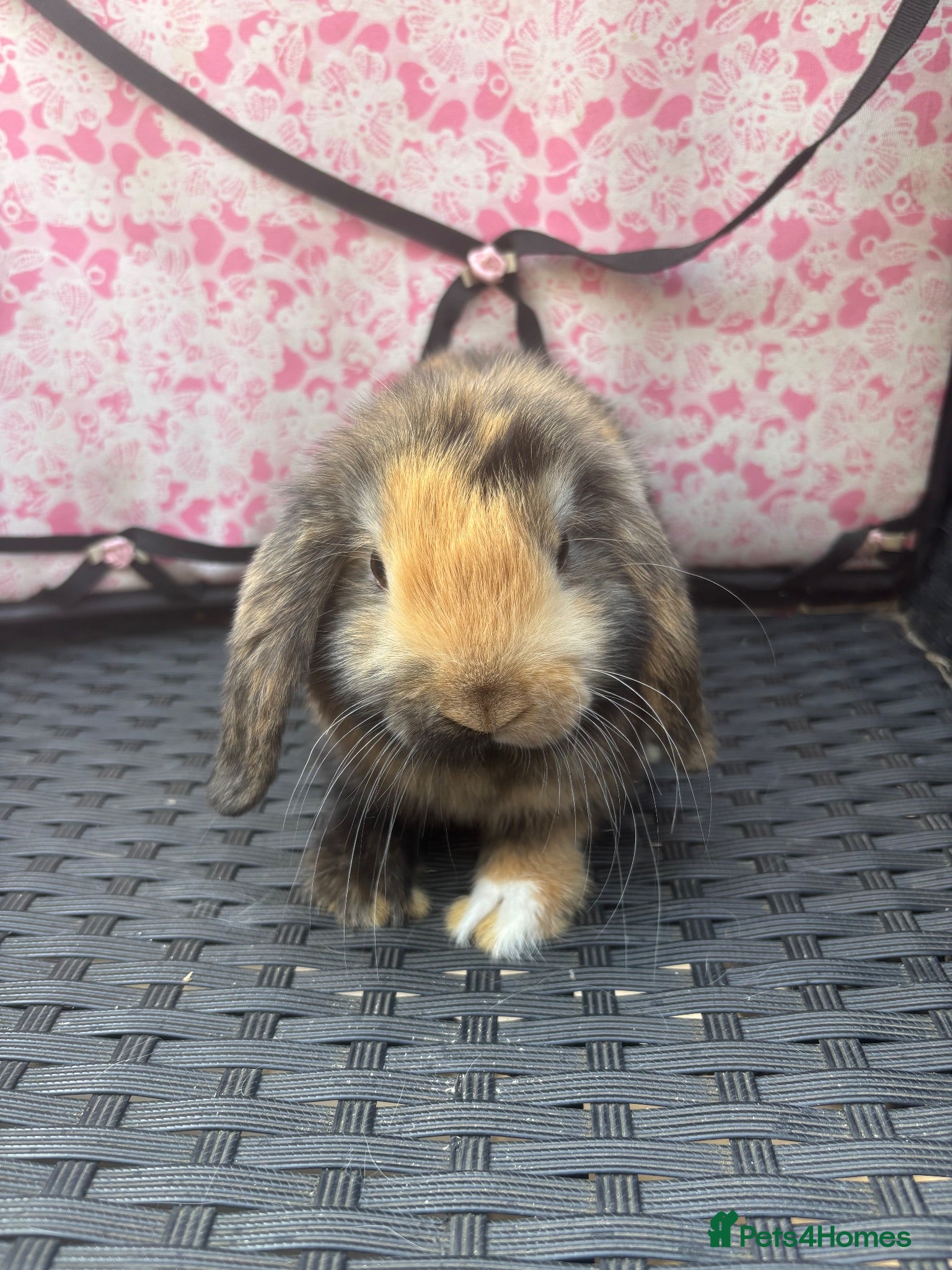 Mini Lop rabbits Ready to leave 8 week old baby mini lops - Advert 2