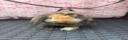 Mini Lop rabbits for sale: Ready to leave 8 week old baby mini lops in Frome - Advert 2