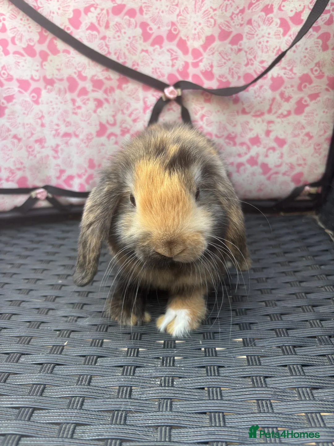 Mini Lop rabbits for sale: Ready to leave 8 week old baby mini lops in Frome - Advert 2